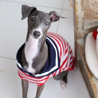 ペットフォト　フォトスタジオリーフ