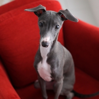 ペットフォト　フォトスタジオリーフ