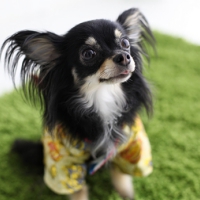 ペットフォト　フォトスタジオリーフ