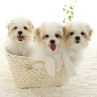 ペットフォト　フォトスタジオリーフ