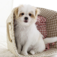 ペットフォト　フォトスタジオリーフ