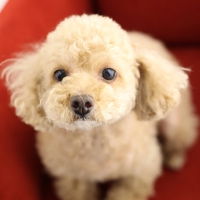 ペットフォト　フォトスタジオリーフ