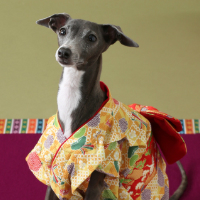 ペットフォト　フォトスタジオリーフ