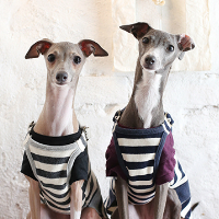 ペットフォト　フォトスタジオリーフ