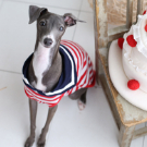 犬　ペット　家族写真