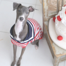 犬　ペット　家族写真