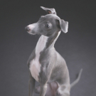 犬　ペット　家族写真