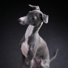 犬　ペット　家族写真