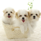 犬　ペット　家族写真