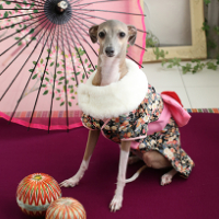 ペットフォト　フォトスタジオリーフ