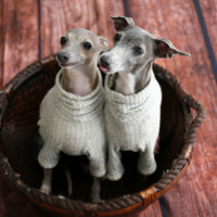 ペットフォト　フォトスタジオリーフ