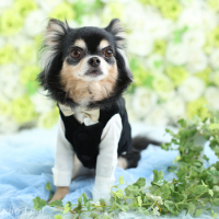 ペットフォト　フォトスタジオリーフ