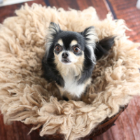 ペットフォト　フォトスタジオリーフ