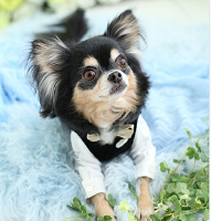 ペットフォト　フォトスタジオリーフ