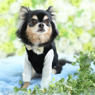 犬　ペット　家族写真