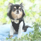 犬　ペット　家族写真