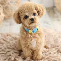 ペットフォト　フォトスタジオリーフ