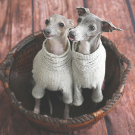 犬　ペット　家族写真