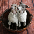 犬　ペット　家族写真