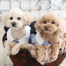 ペットフォト 世田谷喜多見狛江フォトスタジオリーフ