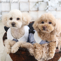 ペットフォト 世田谷喜多見狛江フォトスタジオリーフ